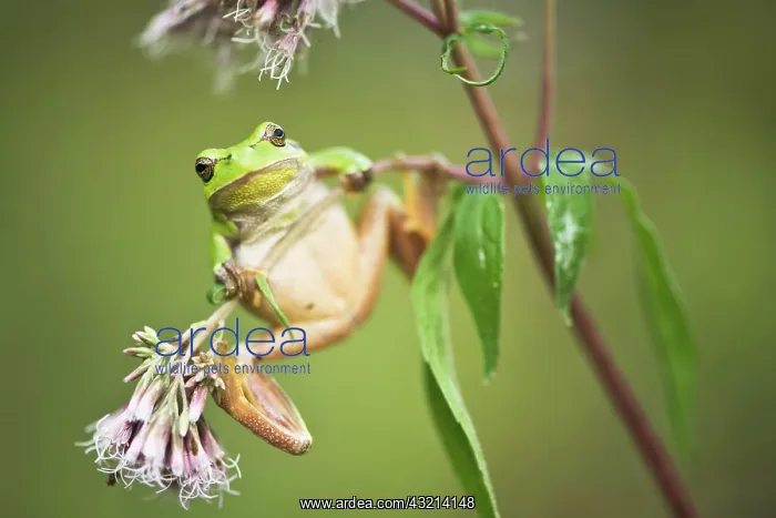 : European tree frog (Hyla arborea), North Rhine-Westphalia : European tree frog (Hyla arborea), North Rhine-Westphalia
