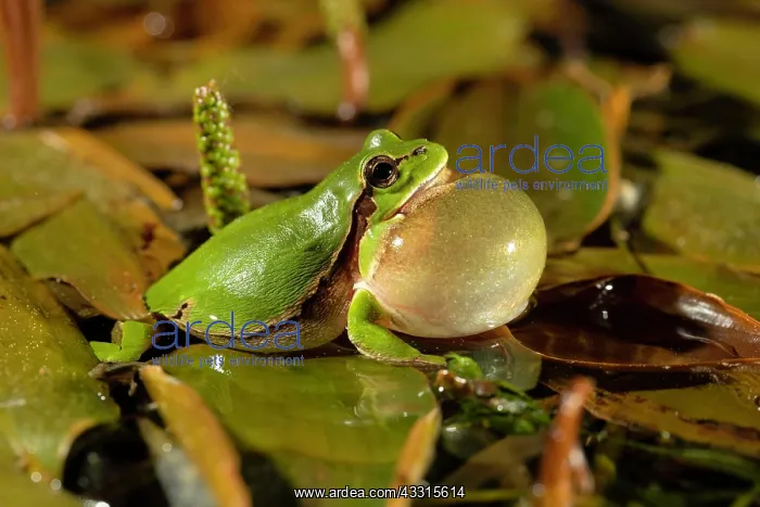 : European tree frog (Hyla arborea), courtship display : European tree frog (Hyla arborea), courtship display