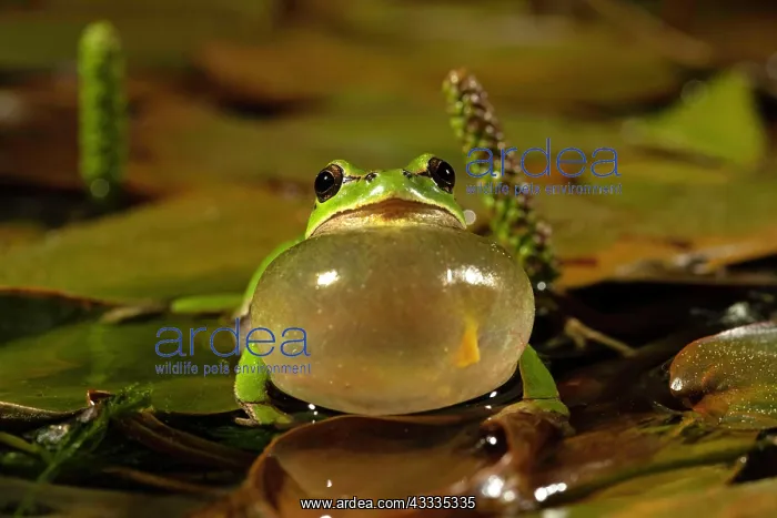  : European tree frog (Hyla arborea), courtship display