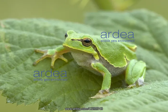 : European Tree Frog (Hyla arborea), Allier, Fran : European Tree Frog (Hyla arborea), Allier, Fran
