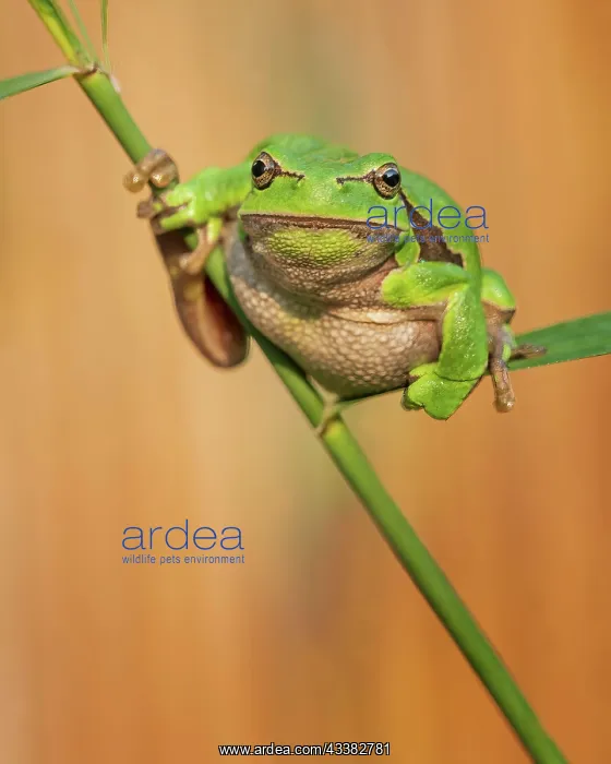 : European tree frog (Hyla arborea) Amphibians, frog : European tree frog (Hyla arborea) Amphibians, frog