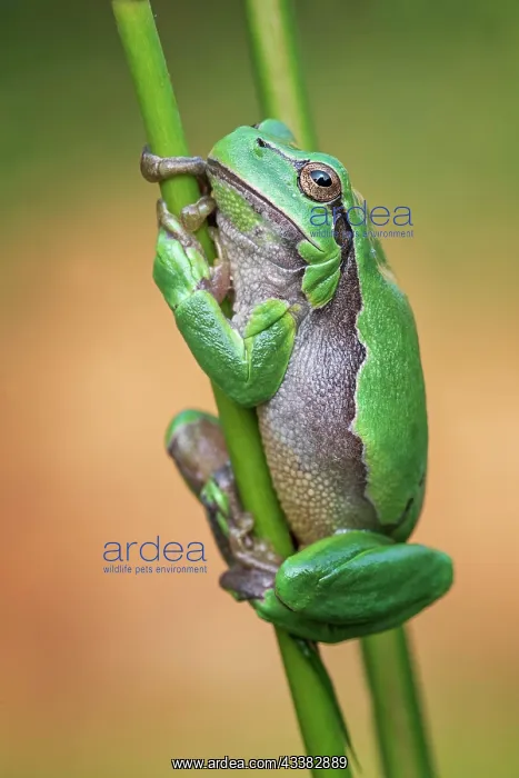 : European tree frog (Hyla arborea) Amphibians, frog : European tree frog (Hyla arborea) Amphibians, frog