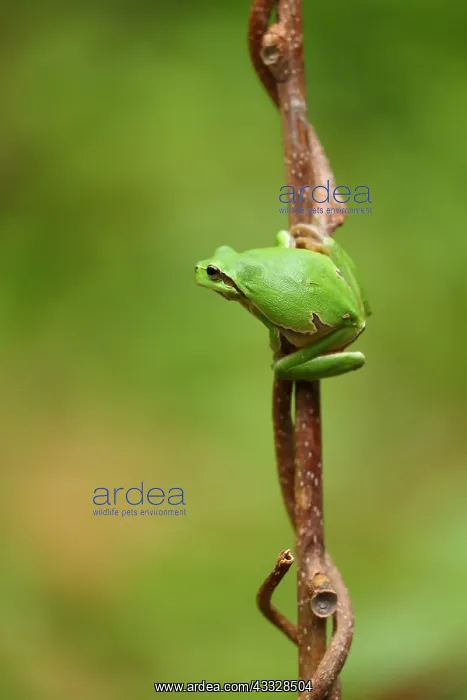  : European tree frog (Hyla arborea), Bulgaria