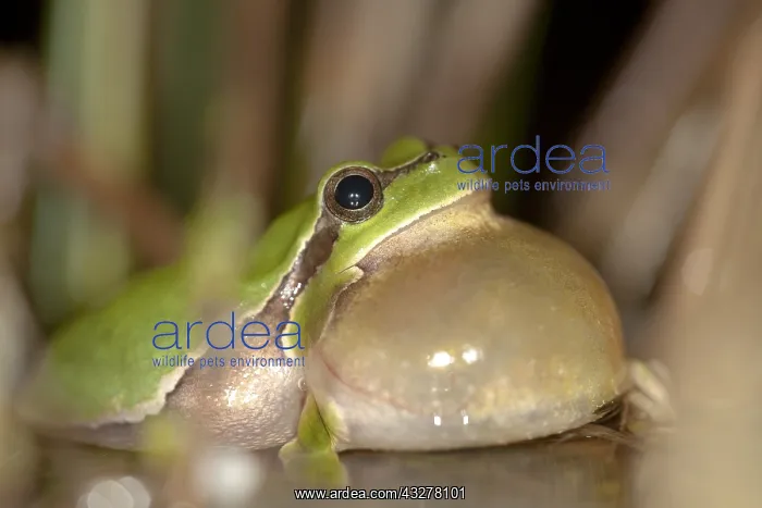 : European Tree Frog (Hyla arborea) croaking in s : European Tree Frog (Hyla arborea) croaking in s