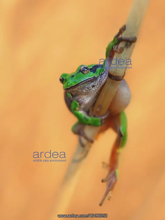 : European tree frog (Hyla arborea) hanging from a : European tree frog (Hyla arborea) hanging from a