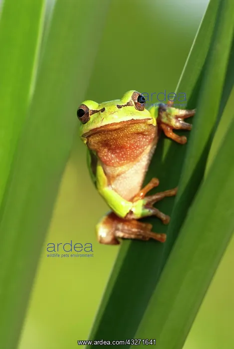 : European tree frog (Hyla arborea) holding on to : European tree frog (Hyla arborea) holding on to