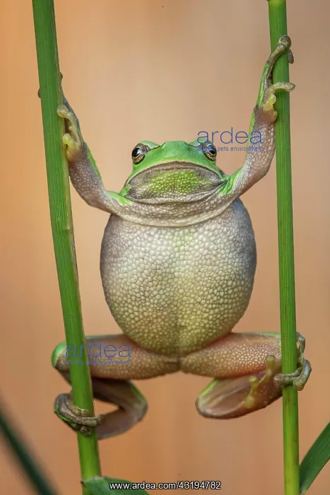 : European tree frog (Hyla arborea) Middle Elbe Biosphere : European tree frog (Hyla arborea) Middle Elbe Biosphere