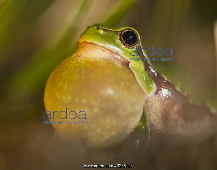 : European Tree Frog (Hyla arborea) portrait, cro : European Tree Frog (Hyla arborea) portrait, cro