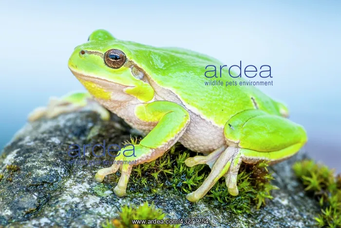 : European tree frog (Hyla arborea), sits on rock : European tree frog (Hyla arborea), sits on rock