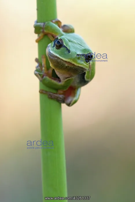 : European tree frog (Hyla arborea) sitting on a reed : European tree frog (Hyla arborea) sitting on a reed