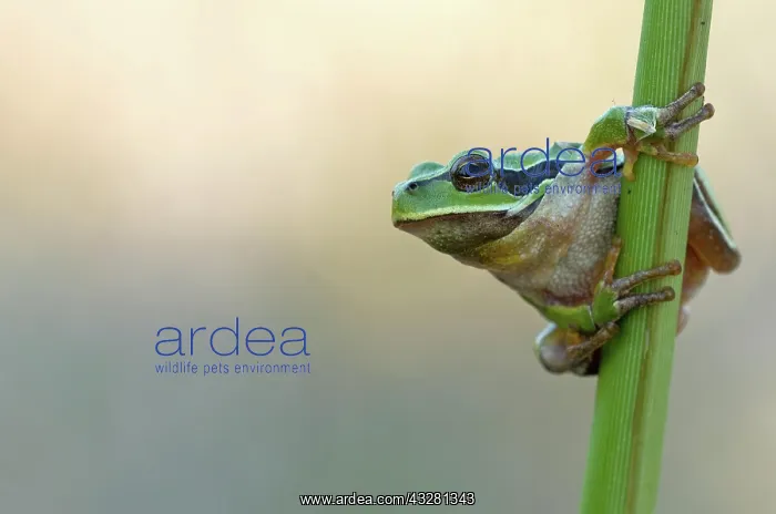  : European tree frog (Hyla arborea) sitting on a reed