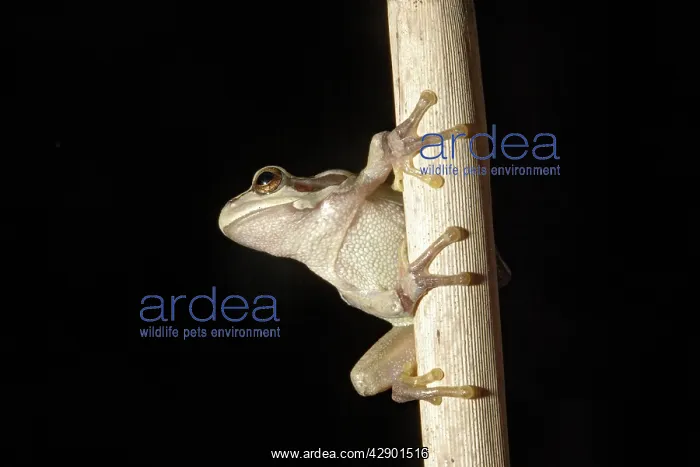 : European Treefrog : European Treefrog