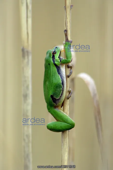 : European Treefrog - climbing reed stalk : European Treefrog - climbing reed stalk