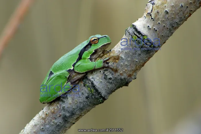 : European Treefrog - sitting on branch : European Treefrog - sitting on branch