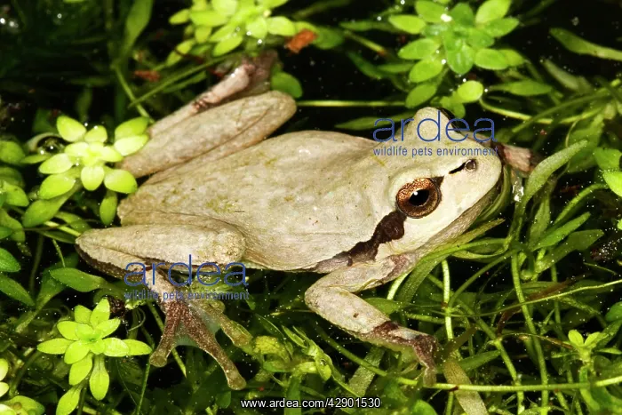  : European Treefrog - in water