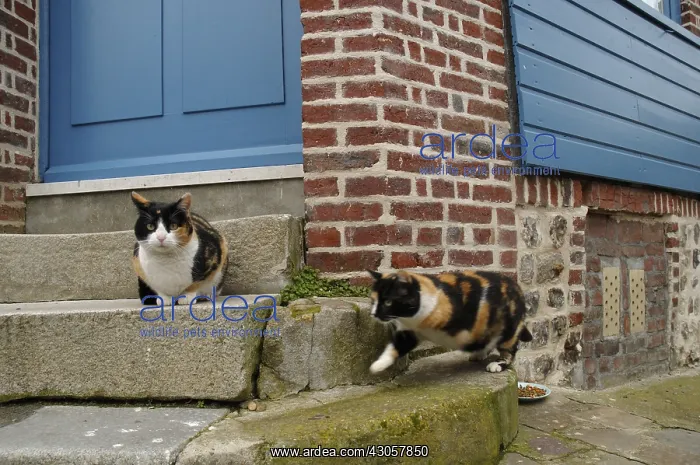 : European tricolores cats on the porch of a house : European tricolores cats on the porch of a house