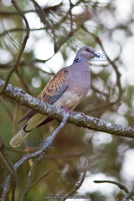 : European Turtle Dove : European Turtle Dove