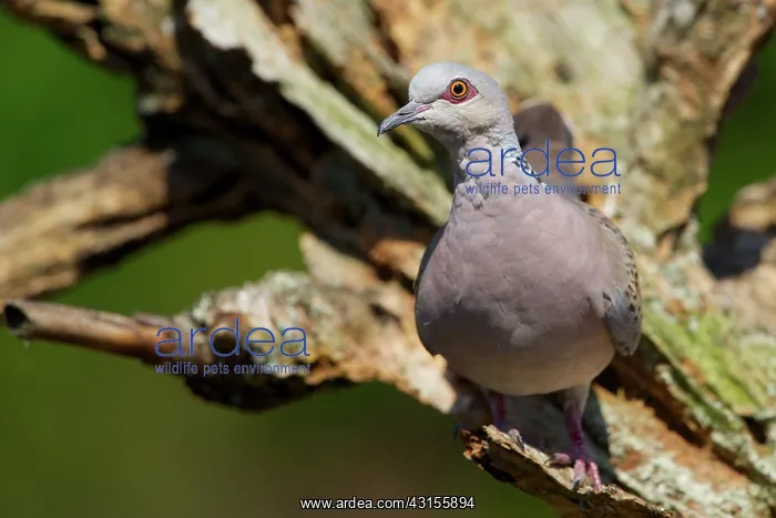  : European Turtle Dove