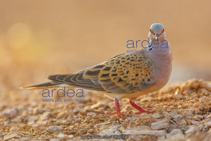 : EUROPEAN TURTLE DOVE : EUROPEAN TURTLE DOVE