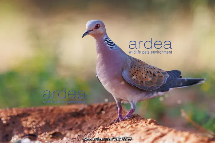 : EUROPEAN TURTLE DOVE : EUROPEAN TURTLE DOVE