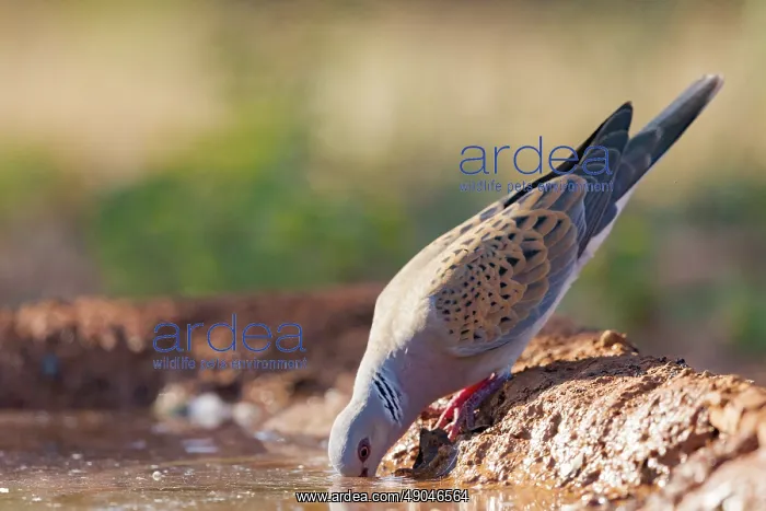 : EUROPEAN TURTLE DOVE : EUROPEAN TURTLE DOVE