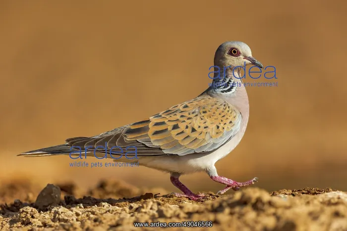 : EUROPEAN TURTLE DOVE : EUROPEAN TURTLE DOVE
