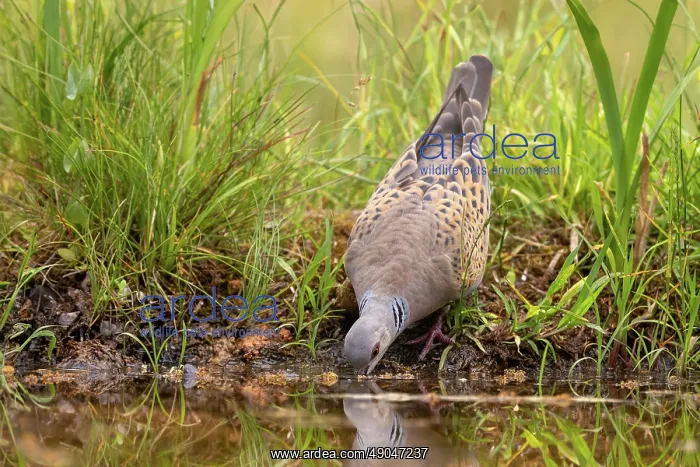 : EUROPEAN TURTLE DOVE : EUROPEAN TURTLE DOVE