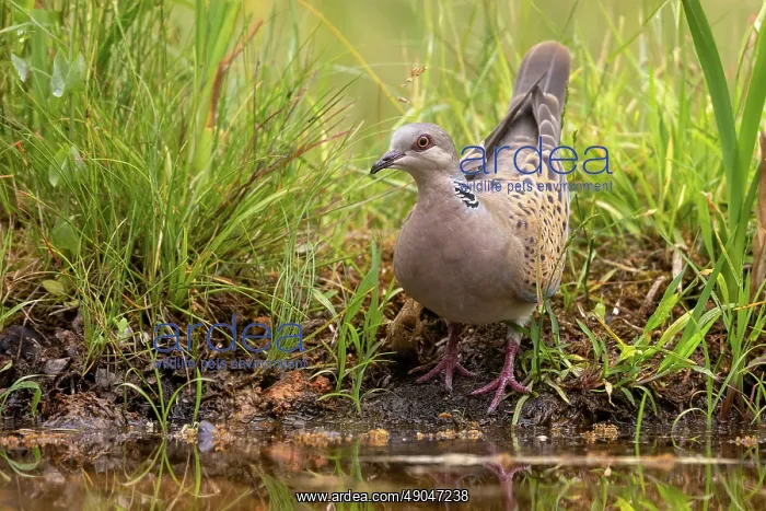 : EUROPEAN TURTLE DOVE : EUROPEAN TURTLE DOVE