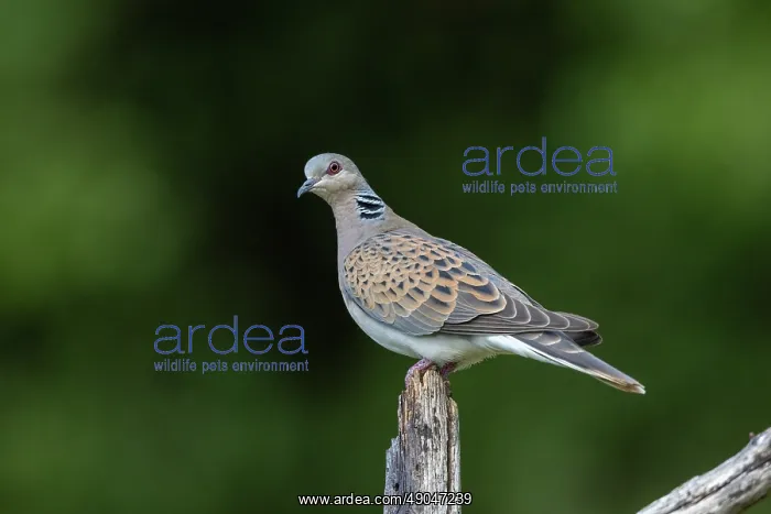 : EUROPEAN TURTLE DOVE : EUROPEAN TURTLE DOVE