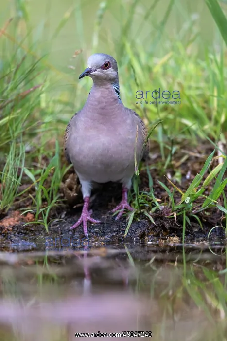 : EUROPEAN TURTLE DOVE : EUROPEAN TURTLE DOVE