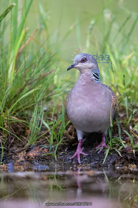 : EUROPEAN TURTLE DOVE : EUROPEAN TURTLE DOVE