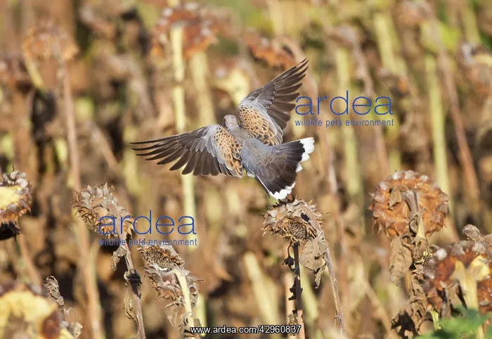 : European Turtle Dove - in flight over Sunflowers : European Turtle Dove - in flight over Sunflowers