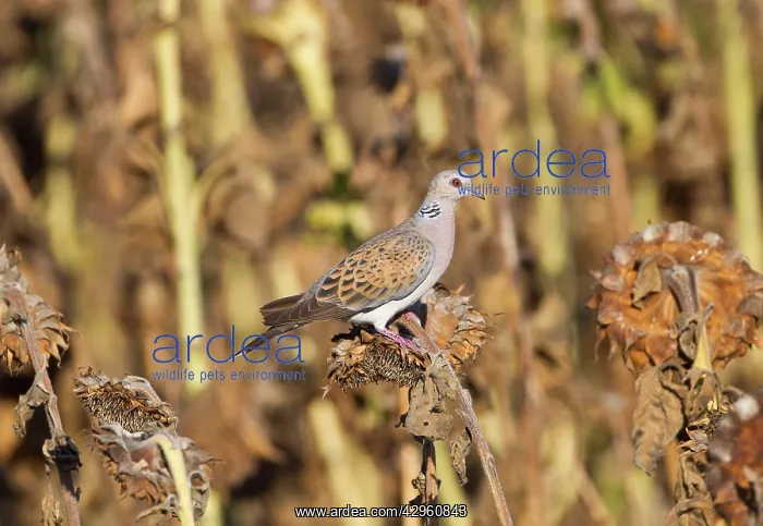: European Turtle Dove - perched on dried Sunflowers : European Turtle Dove - perched on dried Sunflowers