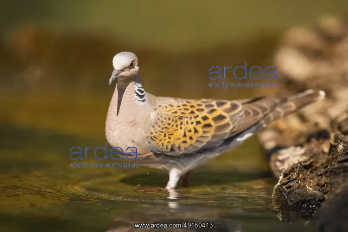 : European turtle dove (Streptopelia turtur) at a water pool : European turtle dove (Streptopelia turtur) at a water pool