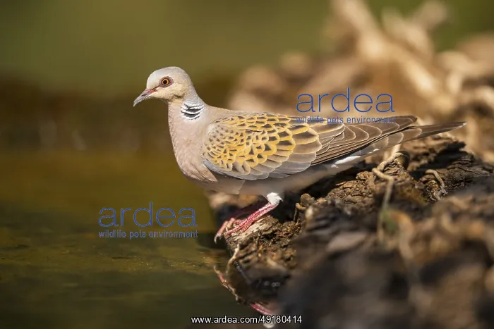  : European turtle dove (Streptopelia turtur) at a water pool