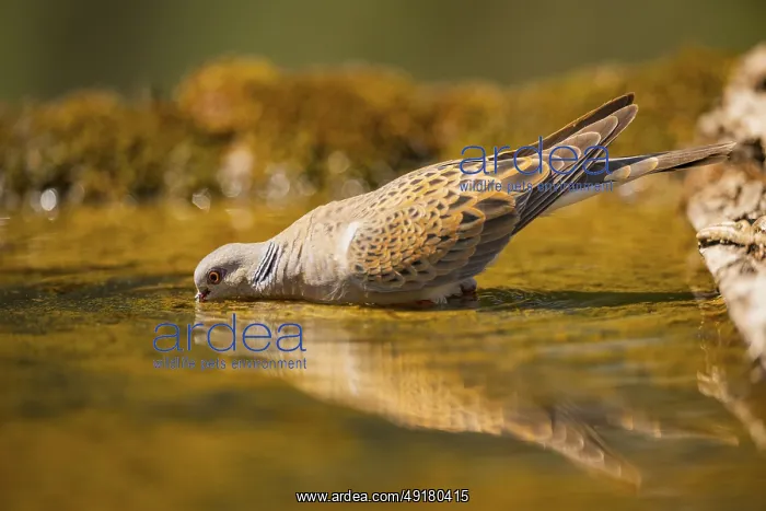 : European turtle dove (Streptopelia turtur) at a water pool : European turtle dove (Streptopelia turtur) at a water pool