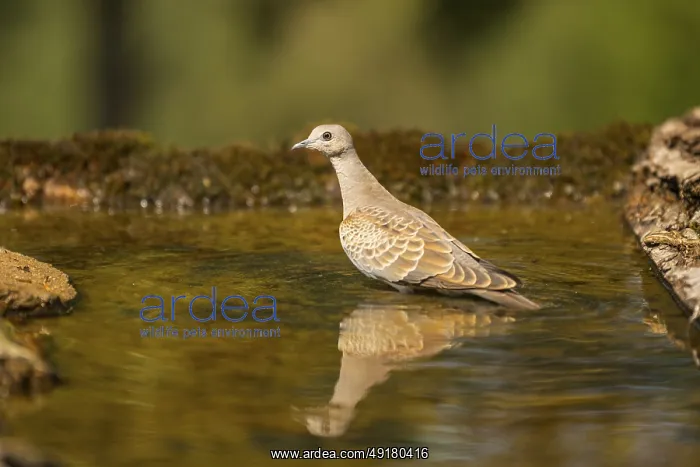 : European turtle dove (Streptopelia turtur) at a water pool : European turtle dove (Streptopelia turtur) at a water pool
