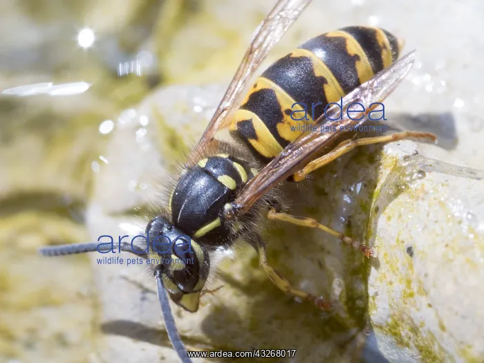 : European wasp - collecting water from bird bath : European wasp - collecting water from bird bath