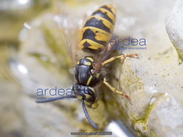 : European wasp - collecting water from bird bath : European wasp - collecting water from bird bath