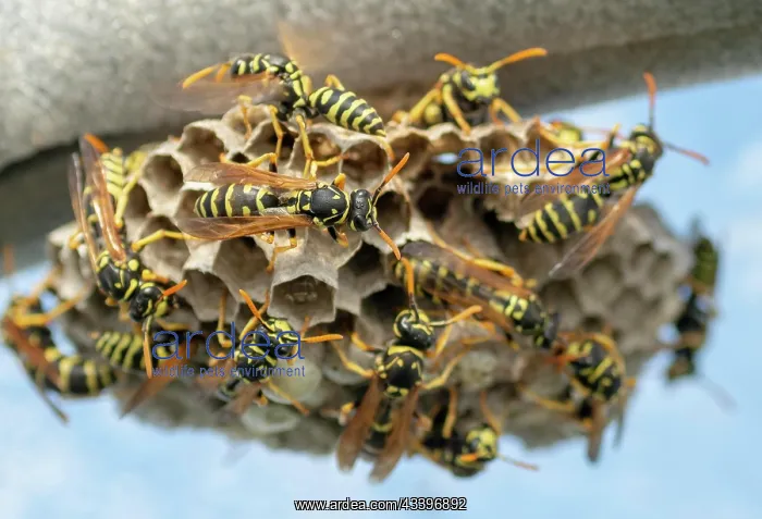 : European wasp (Vespula germanica) building a nest : European wasp (Vespula germanica) building a nest