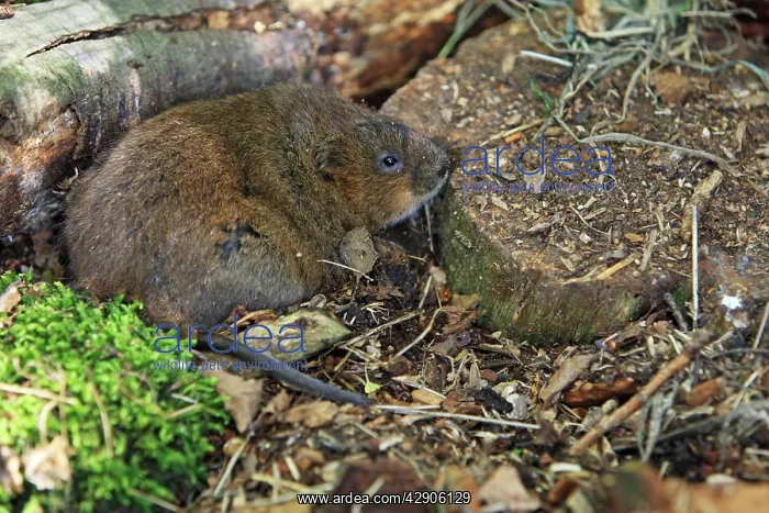 : European Water vole : European Water vole