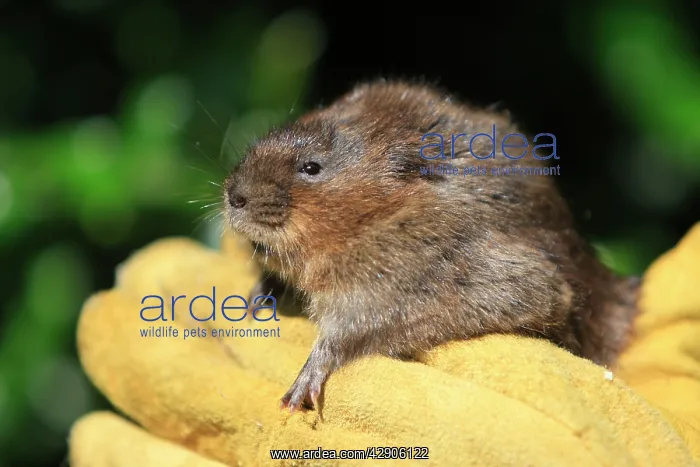 : European Water vole - being held : European Water vole - being held