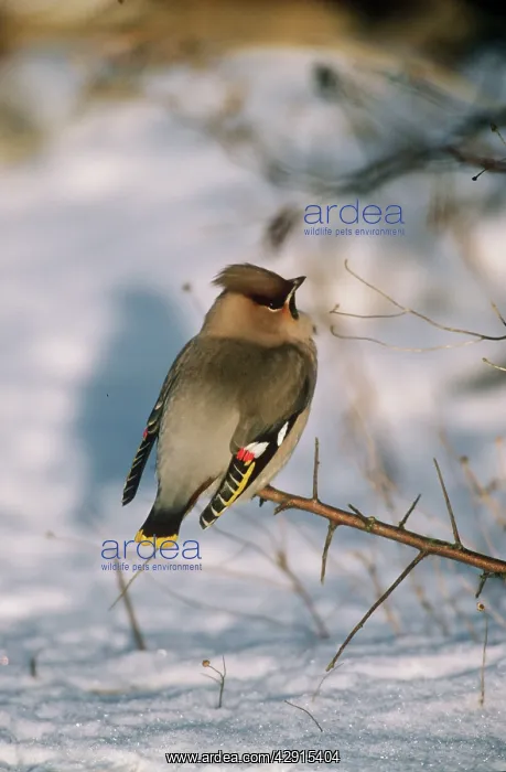 : EUROPEAN WAXWING ON TWIG / SNOW : EUROPEAN WAXWING ON TWIG / SNOW