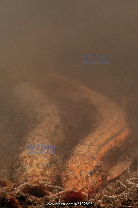 : European Weather Loach : European Weather Loach