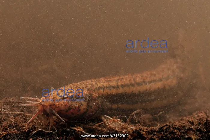 : European Weather Loach : European Weather Loach