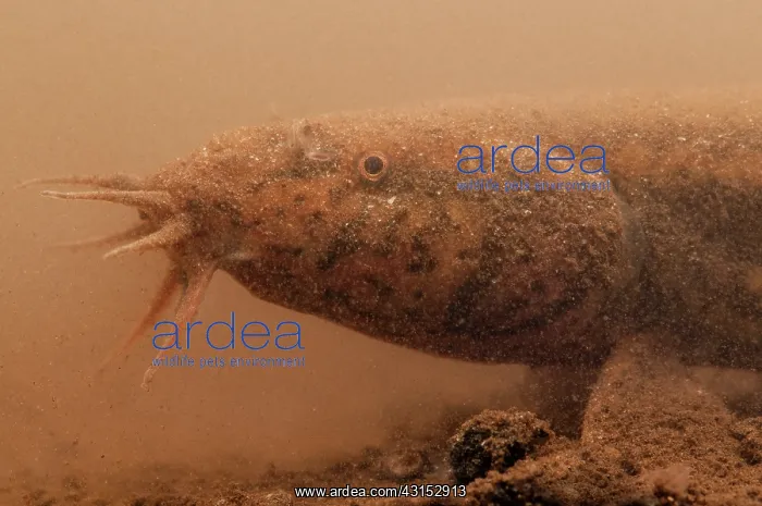 : European Weather Loach : European Weather Loach