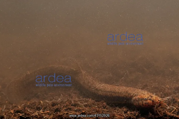 : European Weather Loach : European Weather Loach