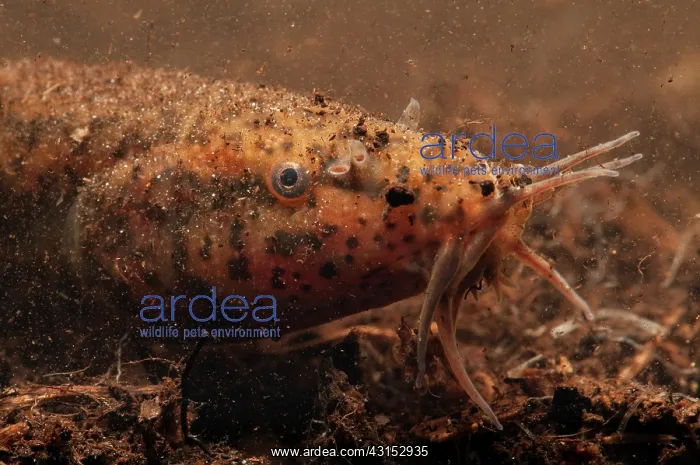  : European Weather Loach