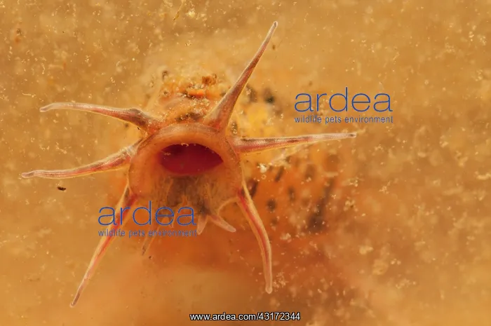 : European Weather Loach : European Weather Loach