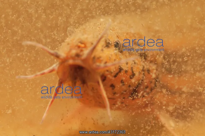 : European Weather Loach : European Weather Loach